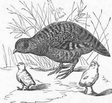 Common Partridge (Perdix cinerea).