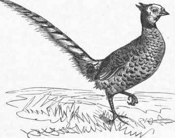 Common Pheasant (Phasianus Colchicus).