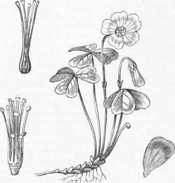 Common Wood Sorrel (Oxalis acetosella).