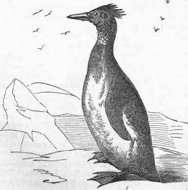 Crested Penguin (Catarrhactes chrysocome).