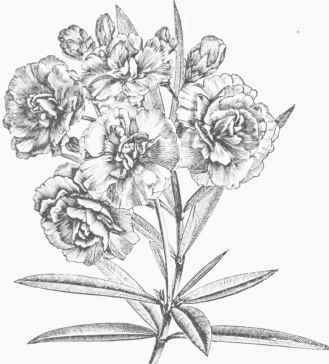 Double Oleander (Nerium oleander, fl. pl.).