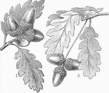 European Oak (Quercus robur). 1. Var. sessiliflora. 2. Var. pedunculata.