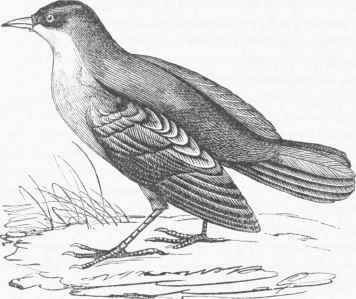 European Ouzel (Hydrobata eiuclus).