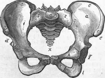 Female Pelvis, European.