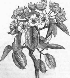 Flower Cluster.