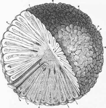 Fruit cut to show the structure.