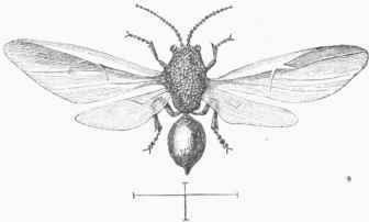 Gall Fly magnified. The lines below show the natural length of body and wings.