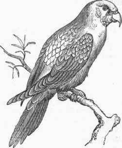 Gray Parrot (Psittacus erytbacus).