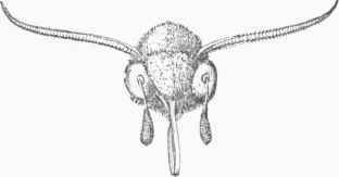 Head of Sphinx with Pollen Masses deflexed.