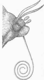 Head of Sphinx with recently attached Pollen Masses.