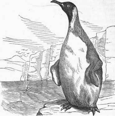 King Penguin (Aptenodytes Pennantii).