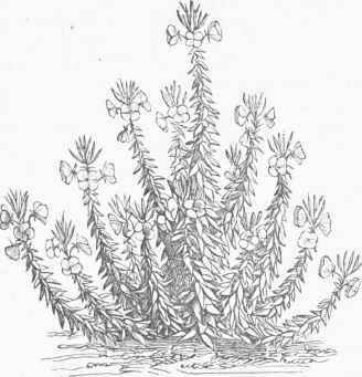 Lamarck's Evening Primrose (Oenothera biennis, var. Lamarckiana).