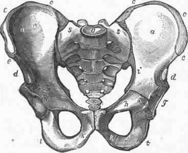 Male Pelvis, European.