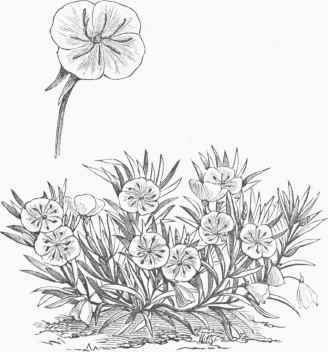 Missouri Evening Primrose (Oenothcra macrocarpa).