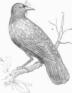 Nutcracker (Nucifraga caryocatactcs).
