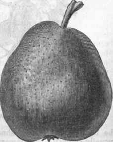 Obscure pyriform or obovate Pear   Doyenne Boussoek.