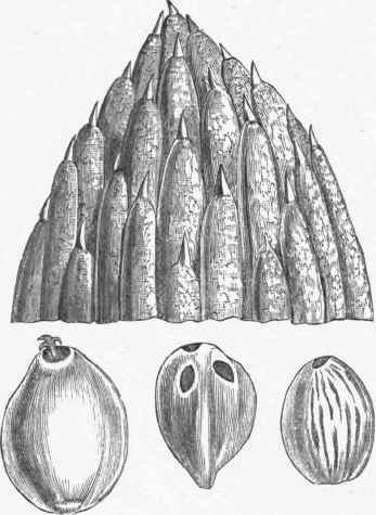 Oil Palm.   Part of Female Flower Spike, Fruit, and Nut with and without envelope.