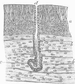 Olfactory Membrane of the Sheep, in vertical section.