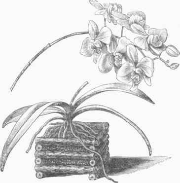 Orchis in cultivation (Phalrcnopsis amabilis).