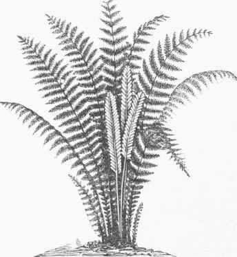 Ostrich Fern (Struthiopteris Gennanica).