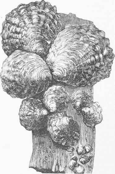 Oysters at different Stages of Growth.