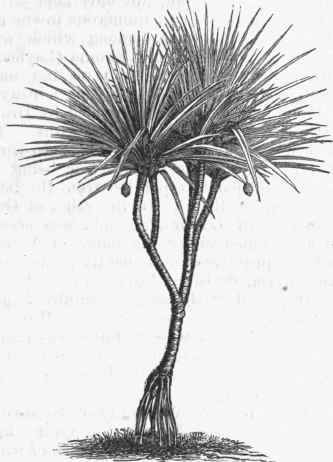 Pandanus candelabrum.