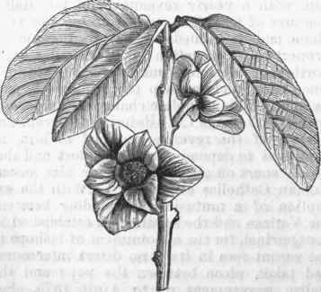 Papaw (Asimina triloba).