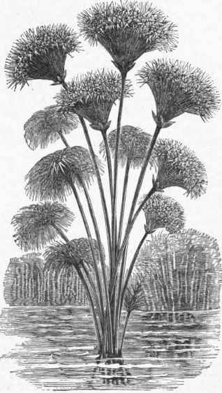 Papyrus.
