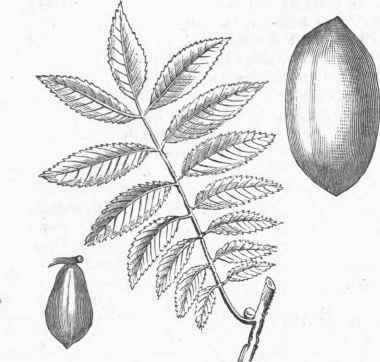 Pecan (Carya olivseformis). Fruit and Leaf reduced, and Nut of nearly natural size.