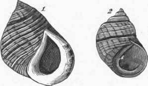 Periwinkle. 1. Littorina littorea. 2. Littorina rudis.