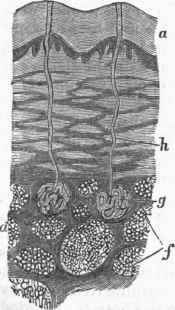 Perspiratory Glands of the Skin, seen in vertical section.