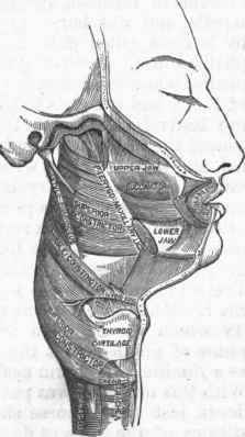 Pharyngeal Muscles.