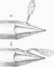 Pollen Mass: a, just detached; 0, after a few seconds.