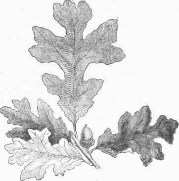 Post or Rough White Oak (Qucrcus obtusiloba).