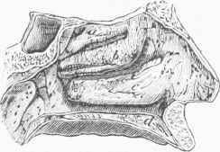 Profile View of the Nasal Passages.