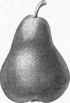 Pyriform Pear   Bartlett.