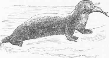 Sea Otter (Enhydra marina).