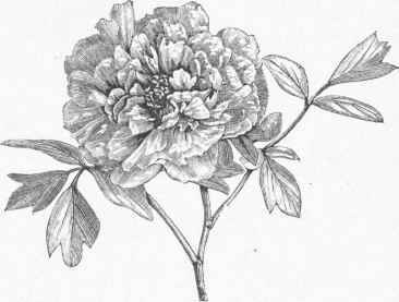 Tree Paeony (Paeonia moutan).
