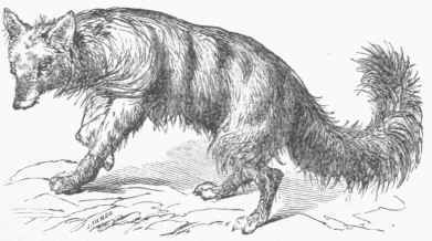 Aard Wolf 1002