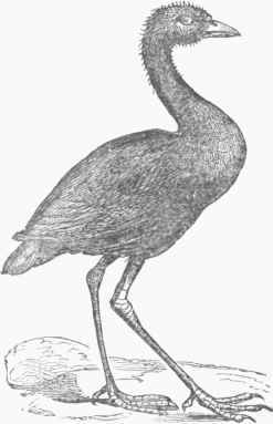 Agami, or Gold breasted Trumpeter.