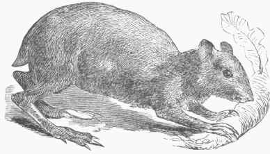 Agouti (Dasyprocta aguti).