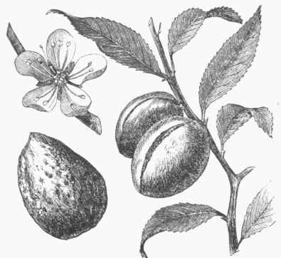 Almond Fruit, Flower, Leaves, and Nut.