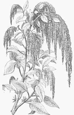 Amarantus caudatus (Love Lies Bleediug ).