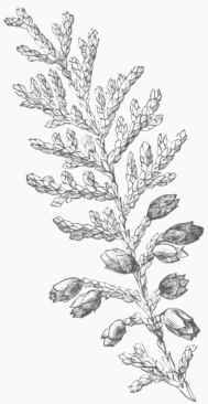 American Arbor Vitae.