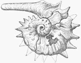 Ammonites Jason.