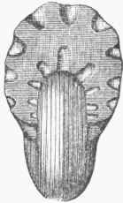 Ammonites Tornatus.