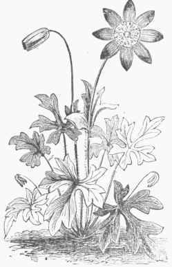 Anemone Hortensis.