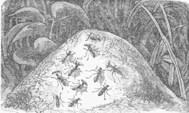 Ant 100345