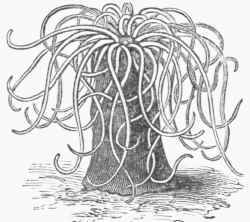 Anthea Cereus (Opelet).