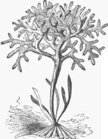 Chondrus crispus.